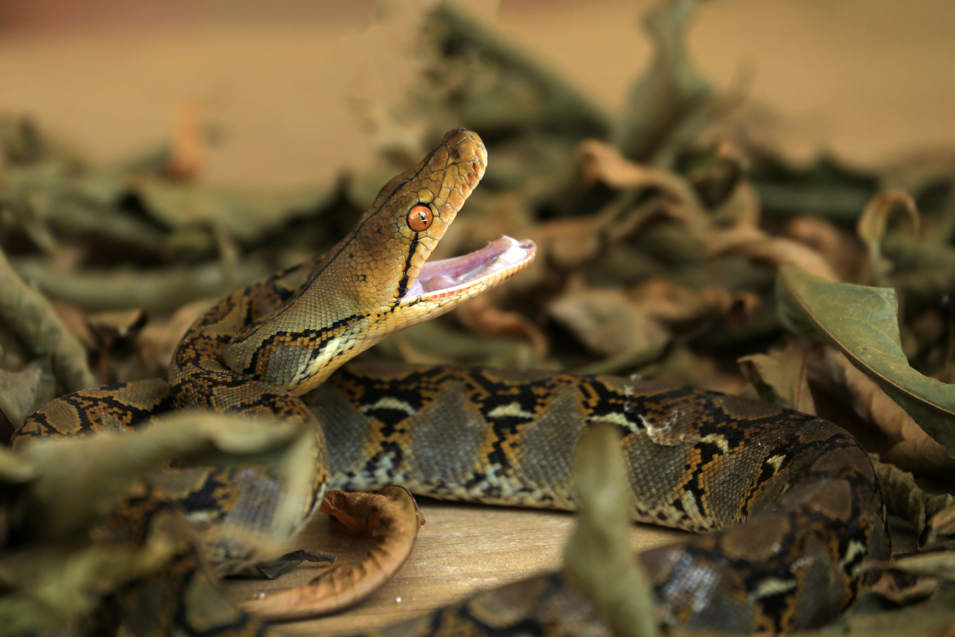 Vibrant reticulated python coiled on dry leaves with mouth open, showcasing its intricate scales.
