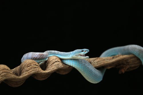 Free Close-up of a vibrant blue viper snake poised on a twisted branch against a dark background. Stock Photo