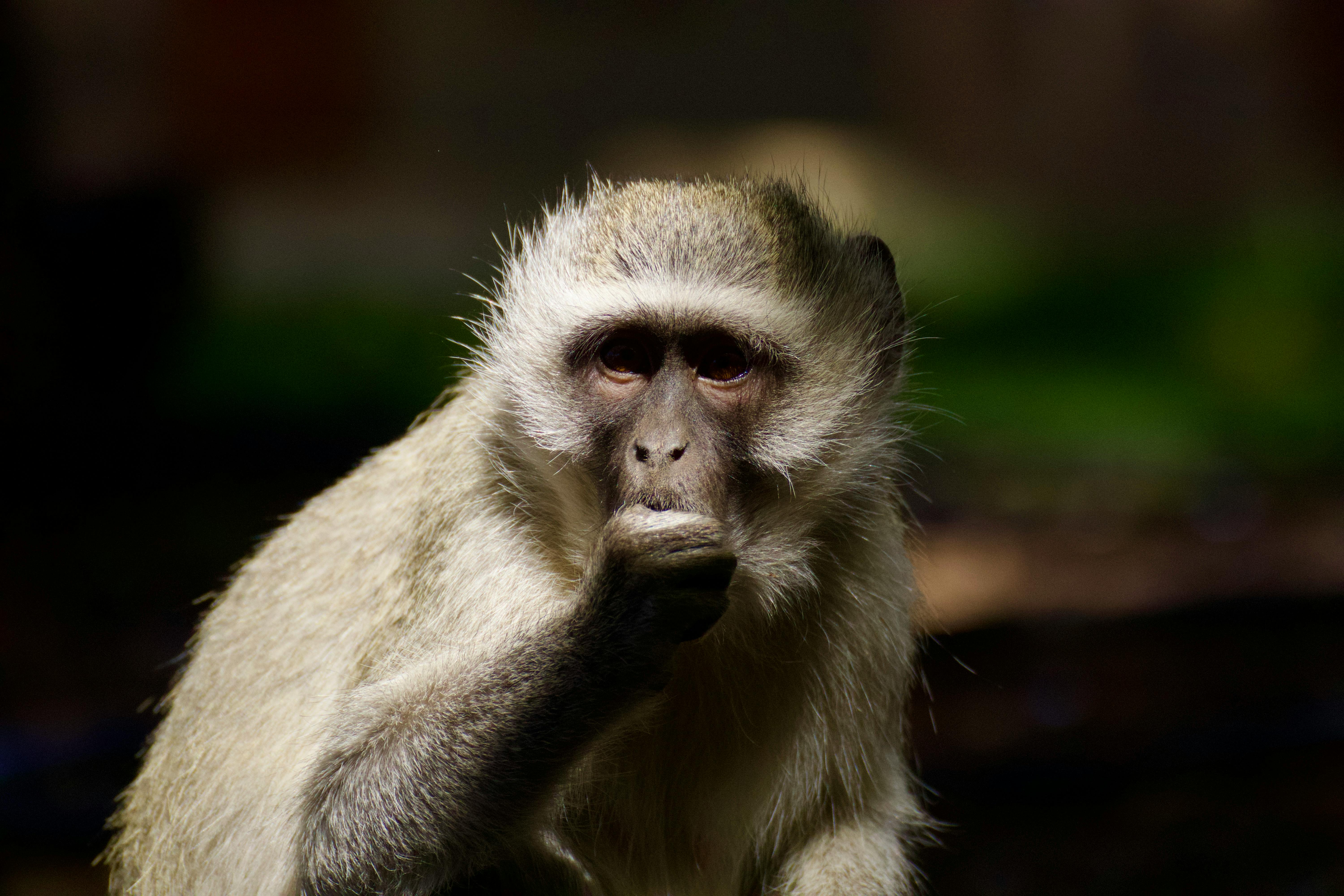 A contemplative vervet monkey captured in the wild with natural lighting highlighting its fur and expression.