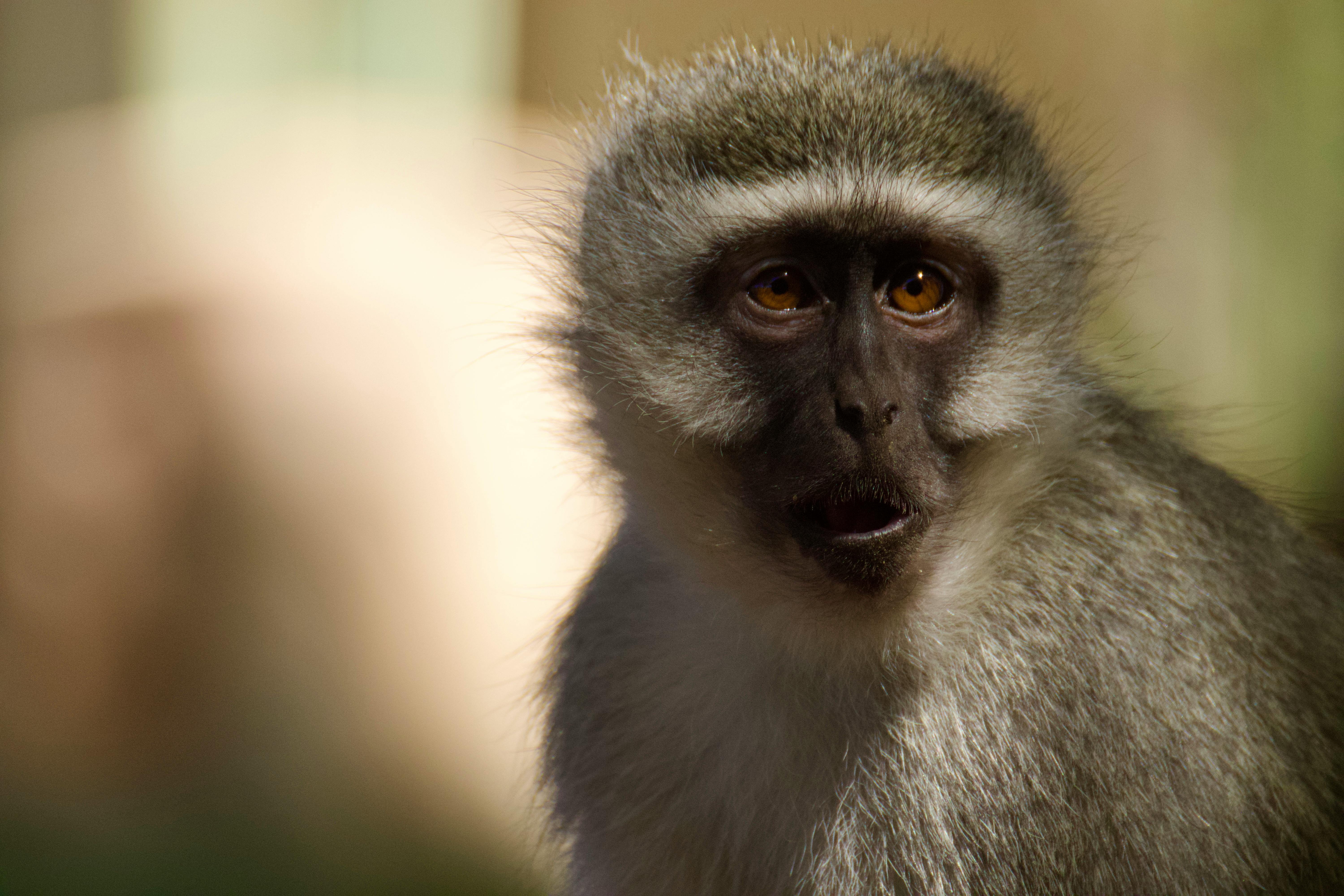 Wildlife Conservation Efforts: Protecting Biodiversity and Endangered Species