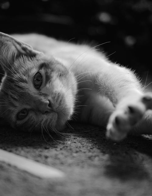 Free Serene black and white close-up portrait of a relaxed cat lying on the ground. Stock Photo