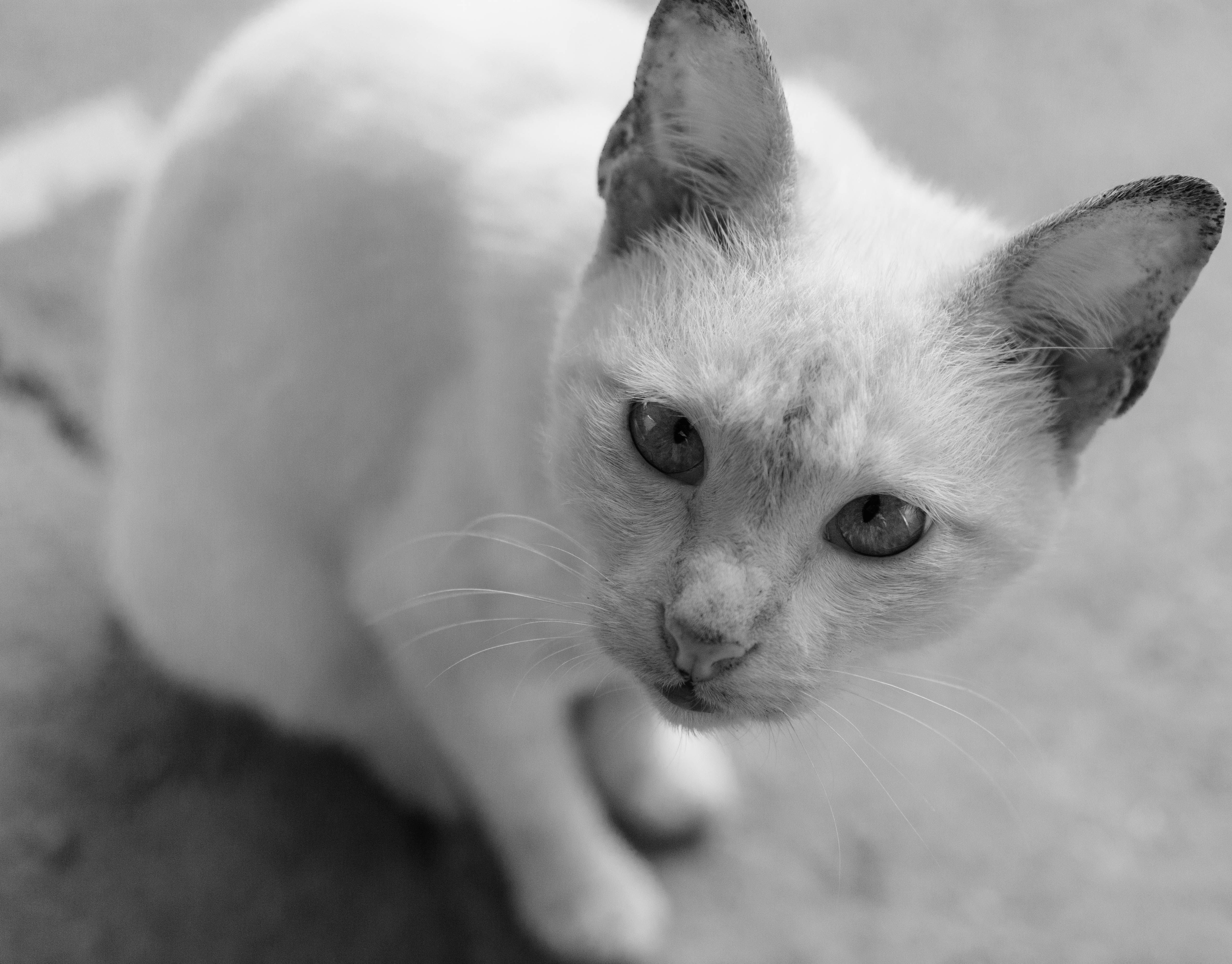 Portrait of a cat at a veterinary clinic