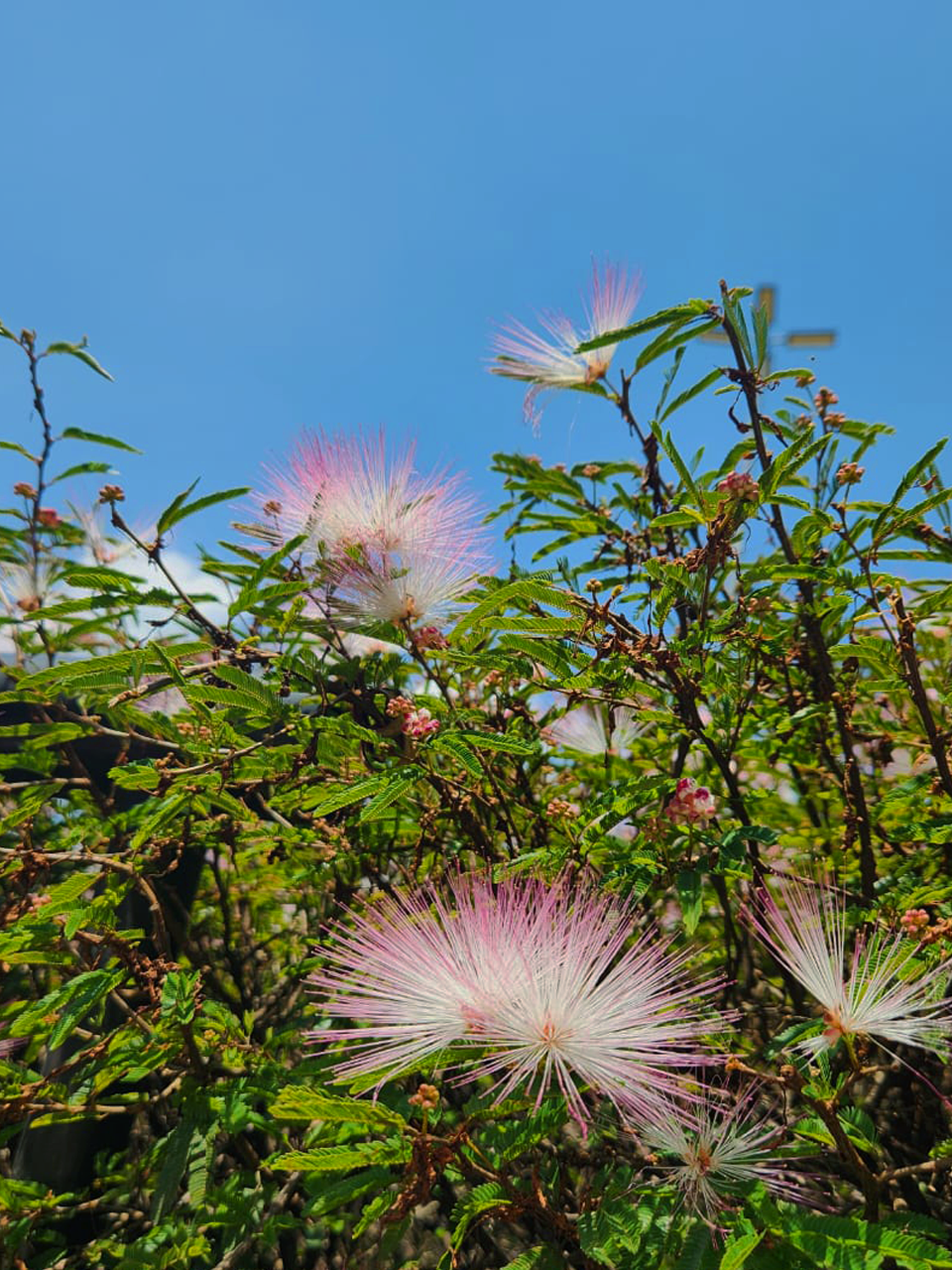 Close-up of Blooming Calliandra Tree Under Blue Sky · Free Stock Photo