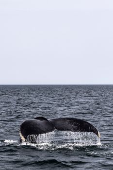 Captivating shot of a whale tail emerging from the ocean in Massachusetts, USA.