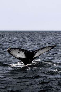A humpback whale tail majestically rises above the Atlantic Ocean off Massachusetts coast.