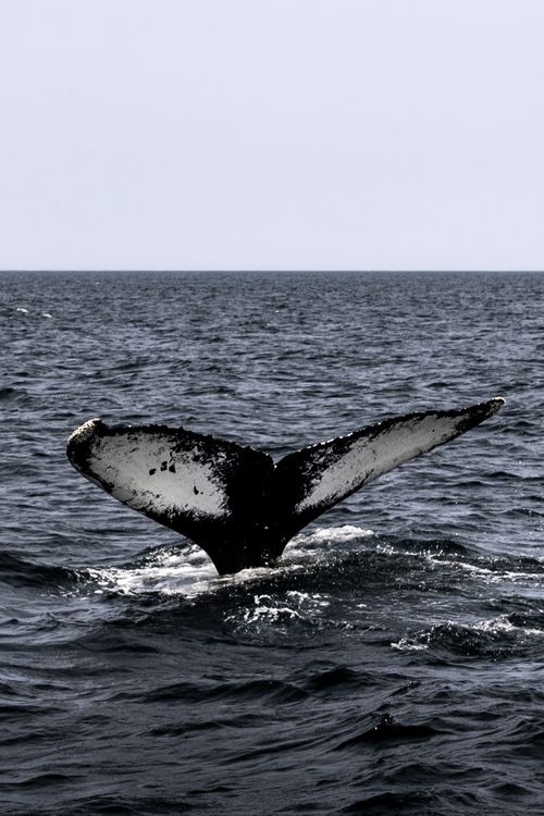 Free A humpback whale tail majestically rises above the Atlantic Ocean off Massachusetts coast. Stock Photo