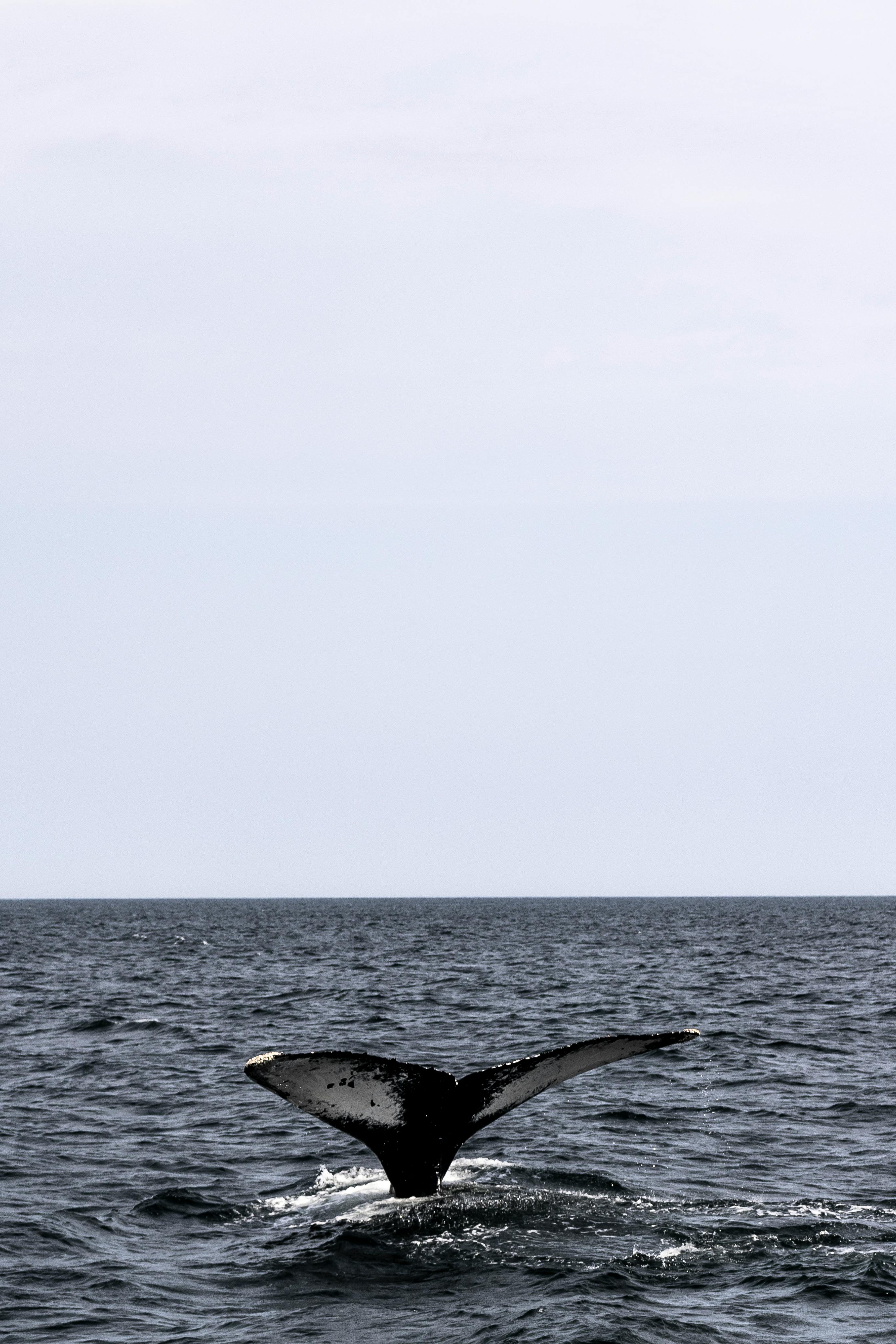 A captivating sight of a whale's tail surfacing above the ocean, illustrating the beauty of marine life.