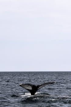 A captivating sight of a whale's tail surfacing above the ocean, illustrating the beauty of marine life.