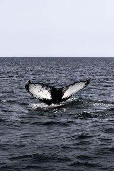 A stunning view of a whale tail above the ocean surface in Cape Cod, Massachusetts.