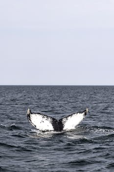 Humpback whale tail breaching in Massachusetts sea. Captured outdoors.