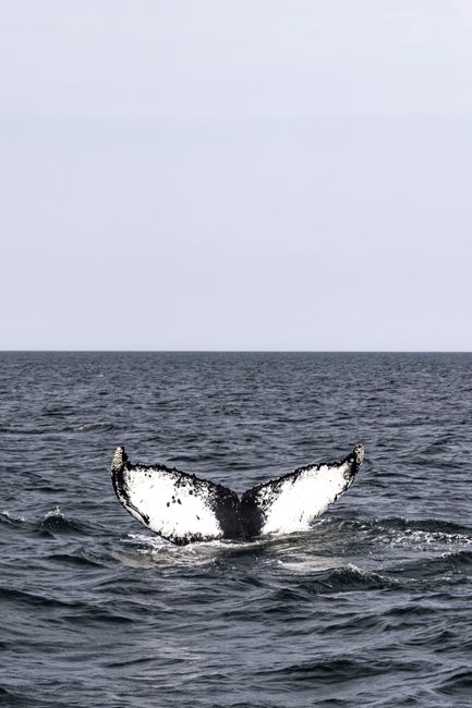 Humpback whale tail breaching in Massachusetts sea. Captured outdoors.