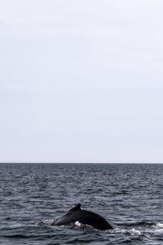 A humpback whale surfaces in the Atlantic near Massachusetts offering a stunning marine wildlife view.
