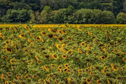 A lush sunflower field under the summer sun with a forest backdrop.