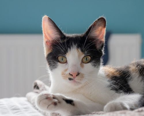 Free A calico cat leisurely resting indoors, basking in natural light. Stock Photo