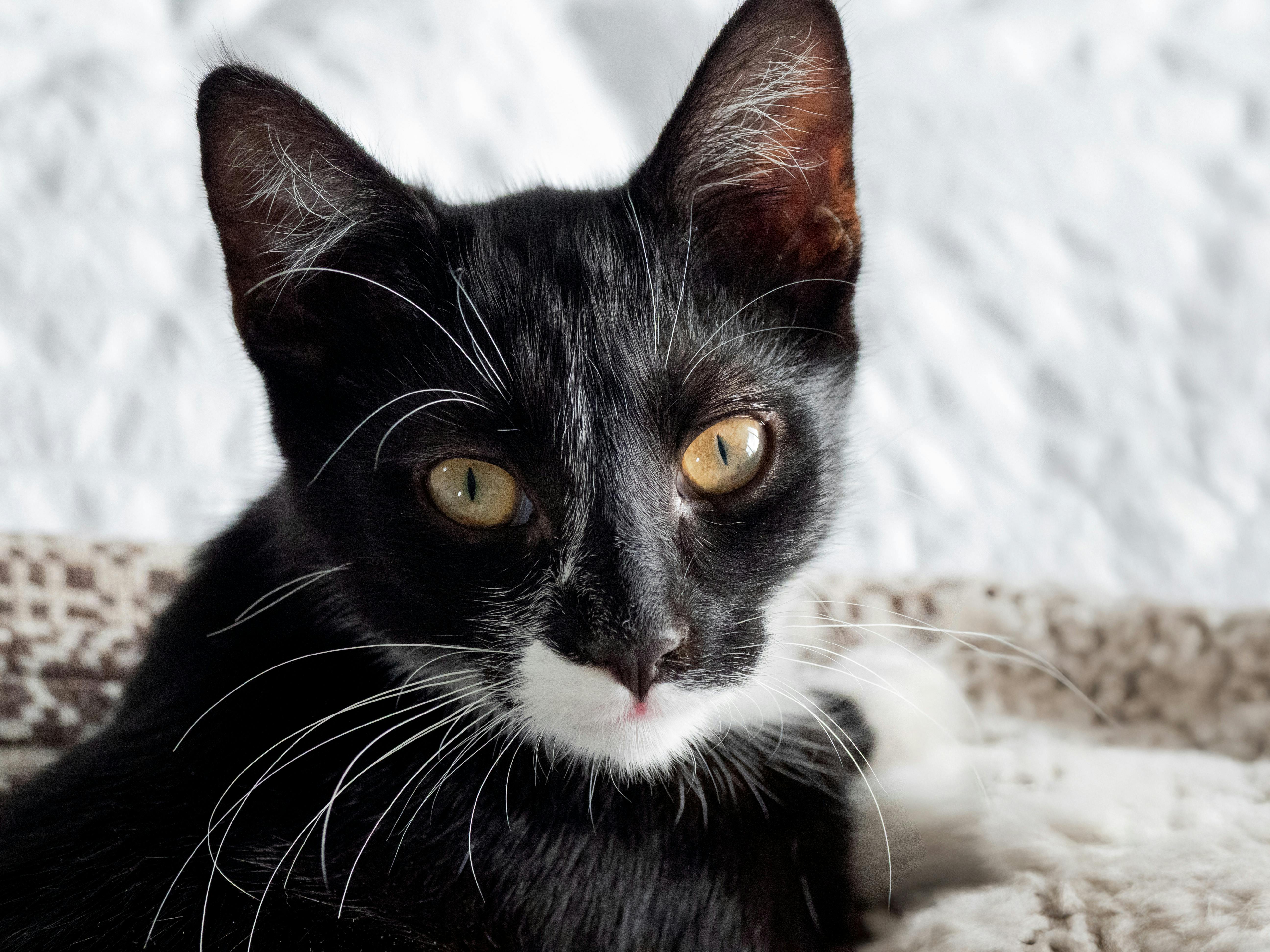 pet care pet health — Photo by Brett Jordan on Pexels