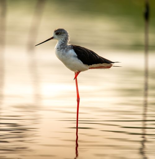 Free Black-winged Stilt standing gracefully in Dubai wetlands during a serene day. Stock Photo