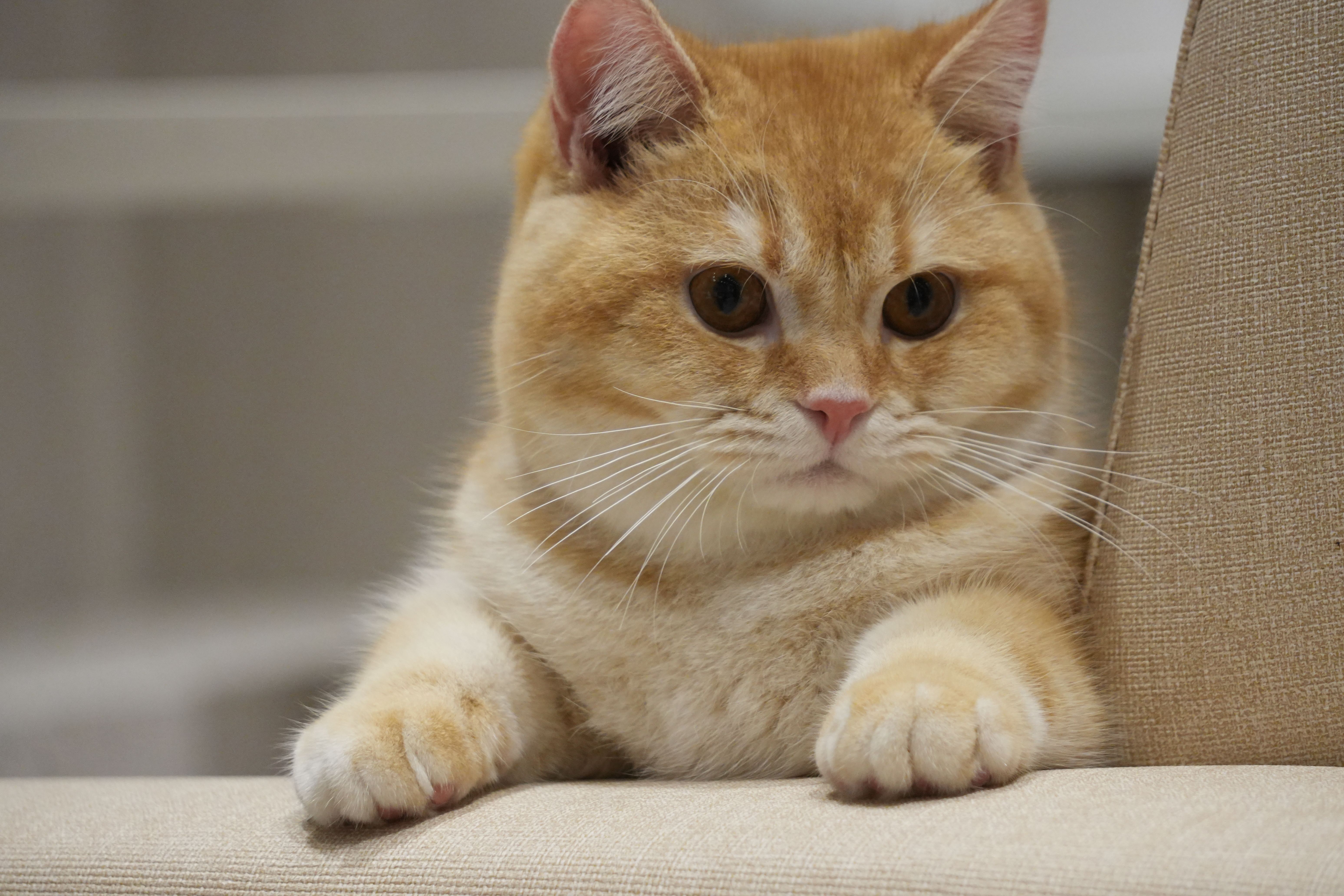 Why Standard Policies Always Fail the Breeding Cat