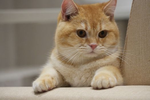 Adorable British Shorthair cat resting indoors on a beige chair.