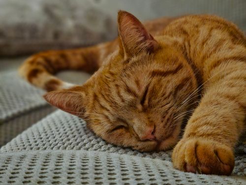 Free A peaceful ginger cat sleeping comfortably on a textured gray blanket, indoors. Stock Photo
