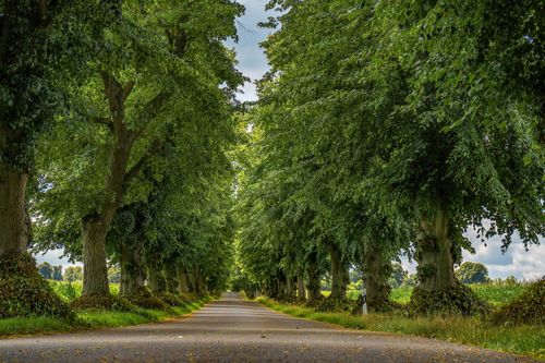 Free A tranquil tree-lined road in a lush forest setting under a clear sky, perfect for a peaceful nature walk. Stock Photo