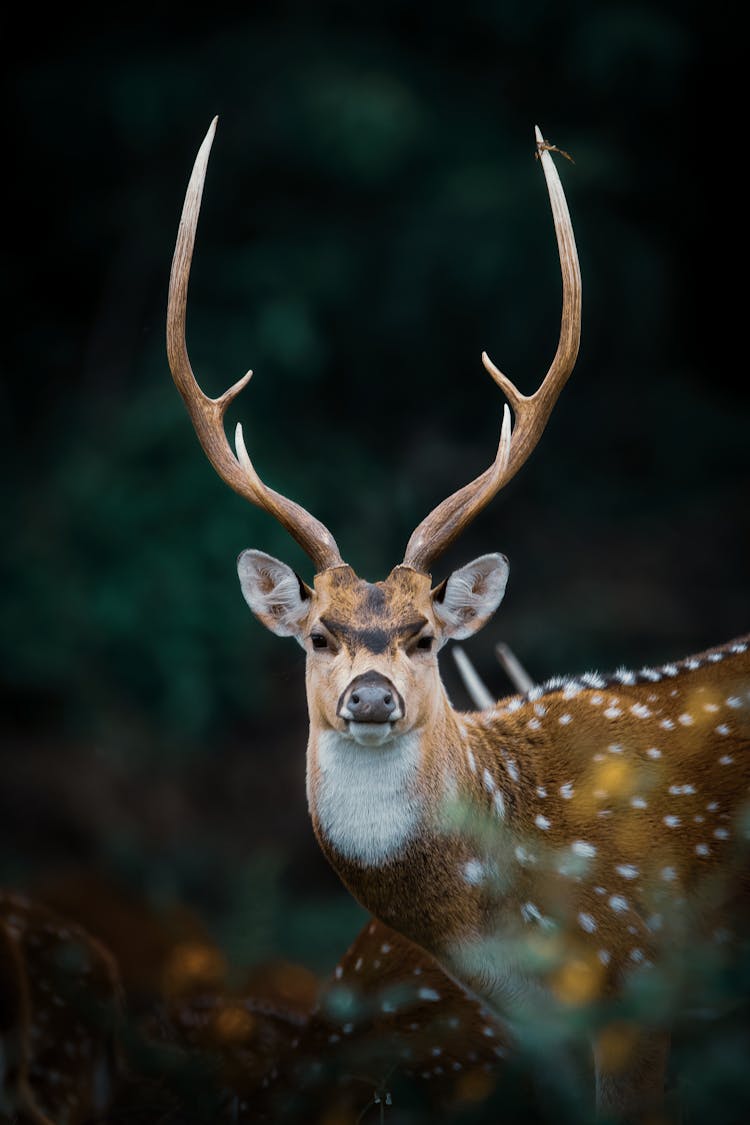 Selective Focus Photo Of Brown Reindeer