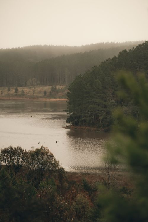 Free Tranquil lake with lush forest, captured at dawn, creating a peaceful nature scene. Stock Photo