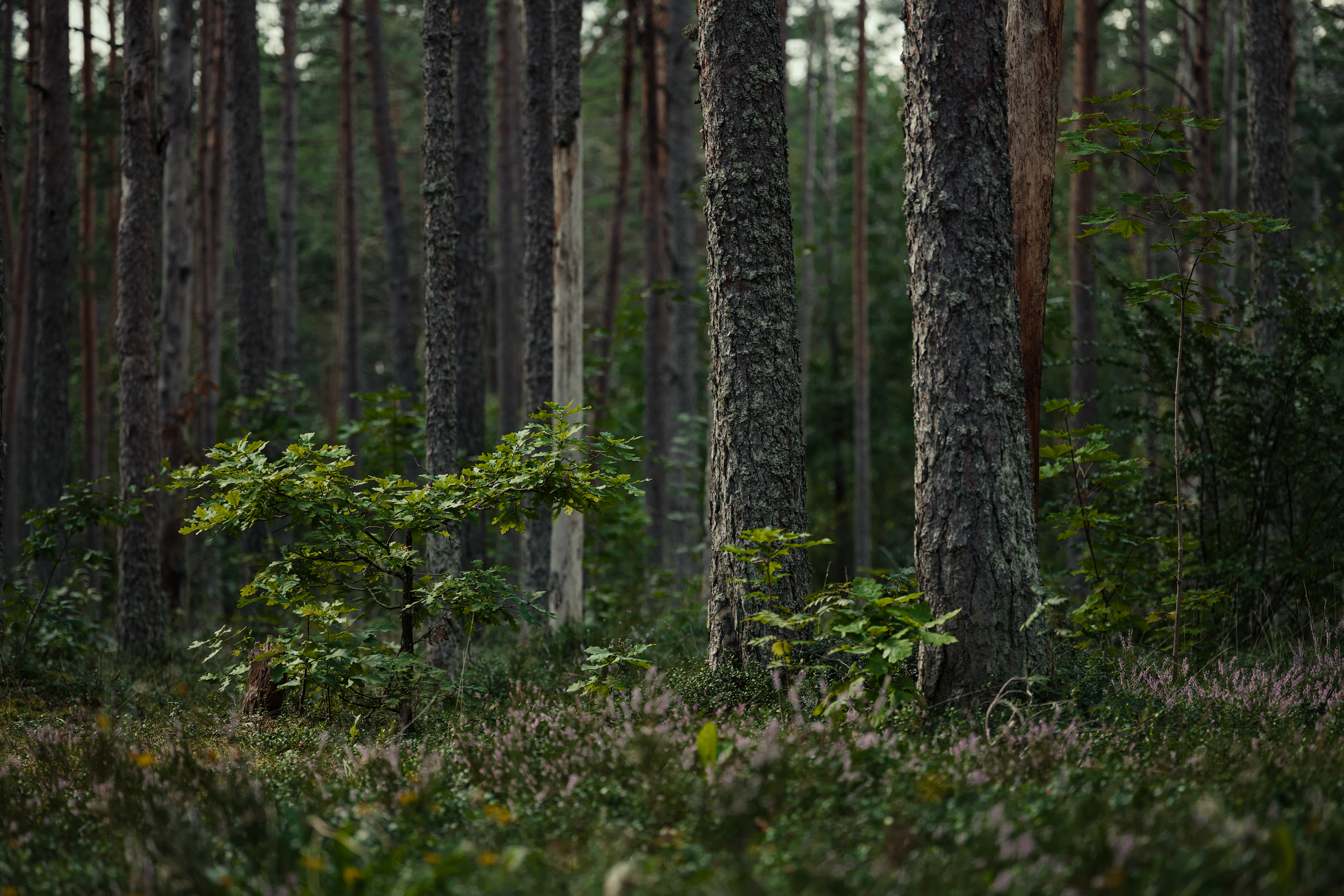 Serene view of dense woodland with towering trees and lush undergrowth.