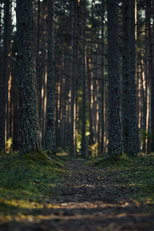 Free A serene forest path with sunlit trees and mossy ground. Stock Photo