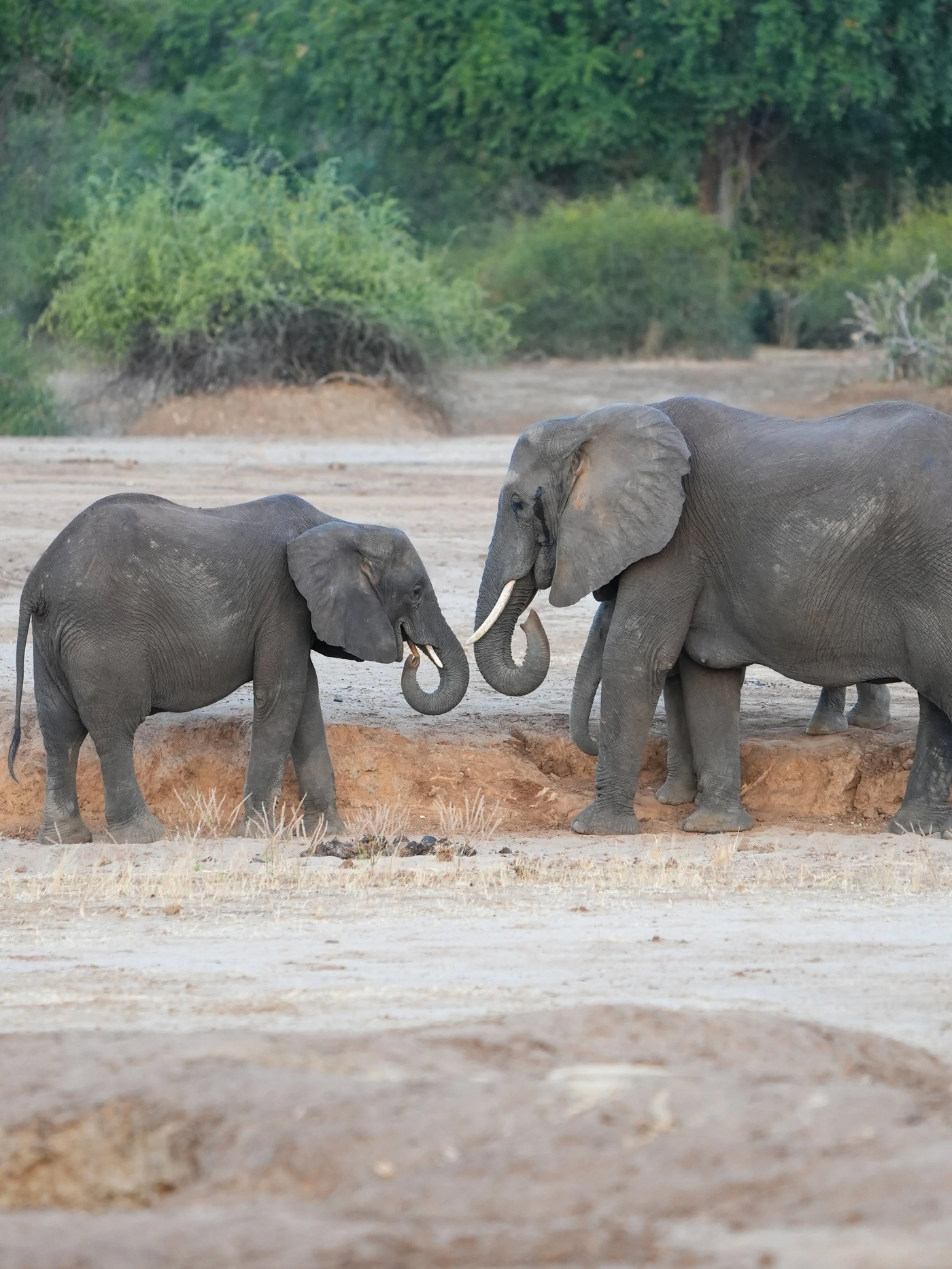 African elephants in the bush in Zambia