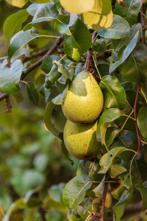 Free Close-up of two ripe pears hanging from a tree branch surrounded by green leaves. Stock Photo