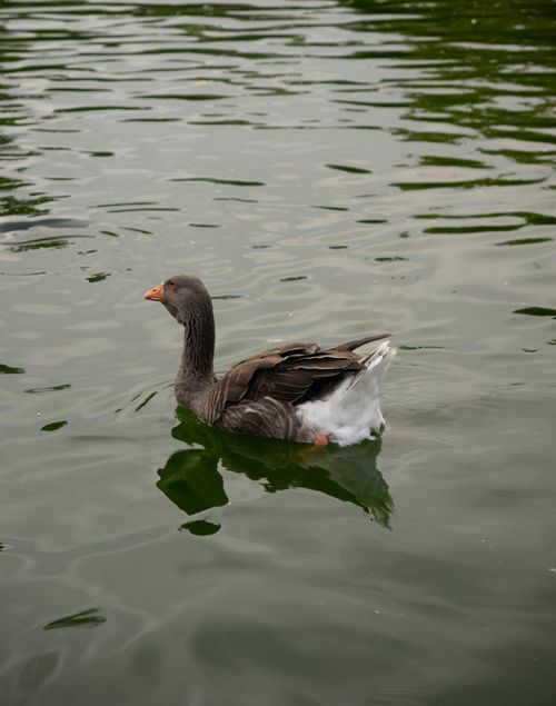 Free A serene image of a wild goose gliding across a calm lake in Spain, capturing natural beauty. Stock Photo