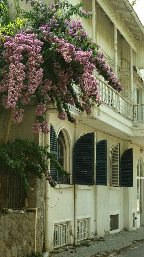 Free Elegant house with vibrant bougainvillea in full bloom, showcasing classic Mediterranean architecture. Stock Photo
