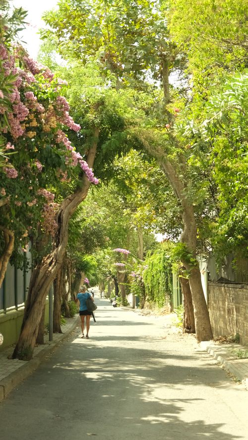 Free A peaceful walk down a picturesque tree-lined street in summer. Stock Photo