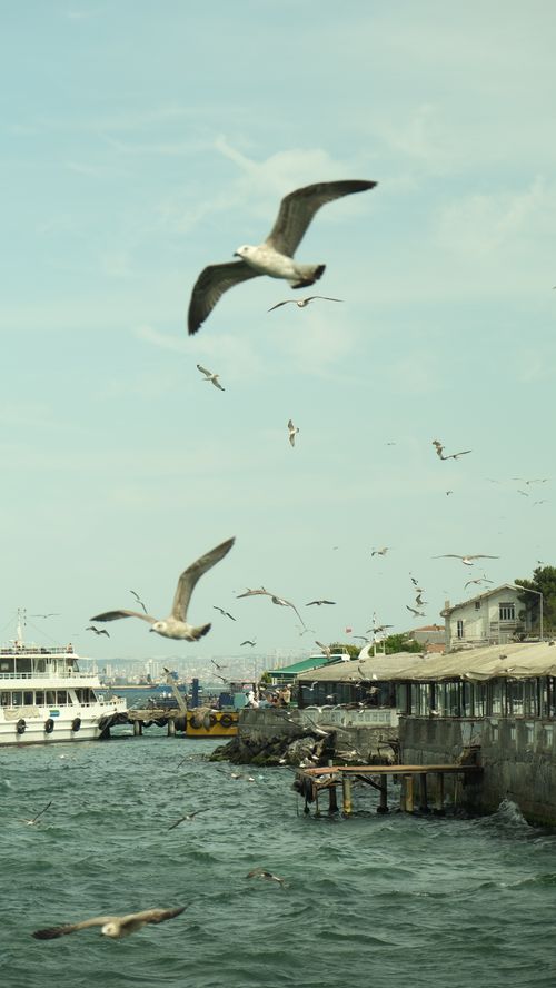 Free Seagulls flying over a serene waterfront, capturing the essence of coastal life. Stock Photo