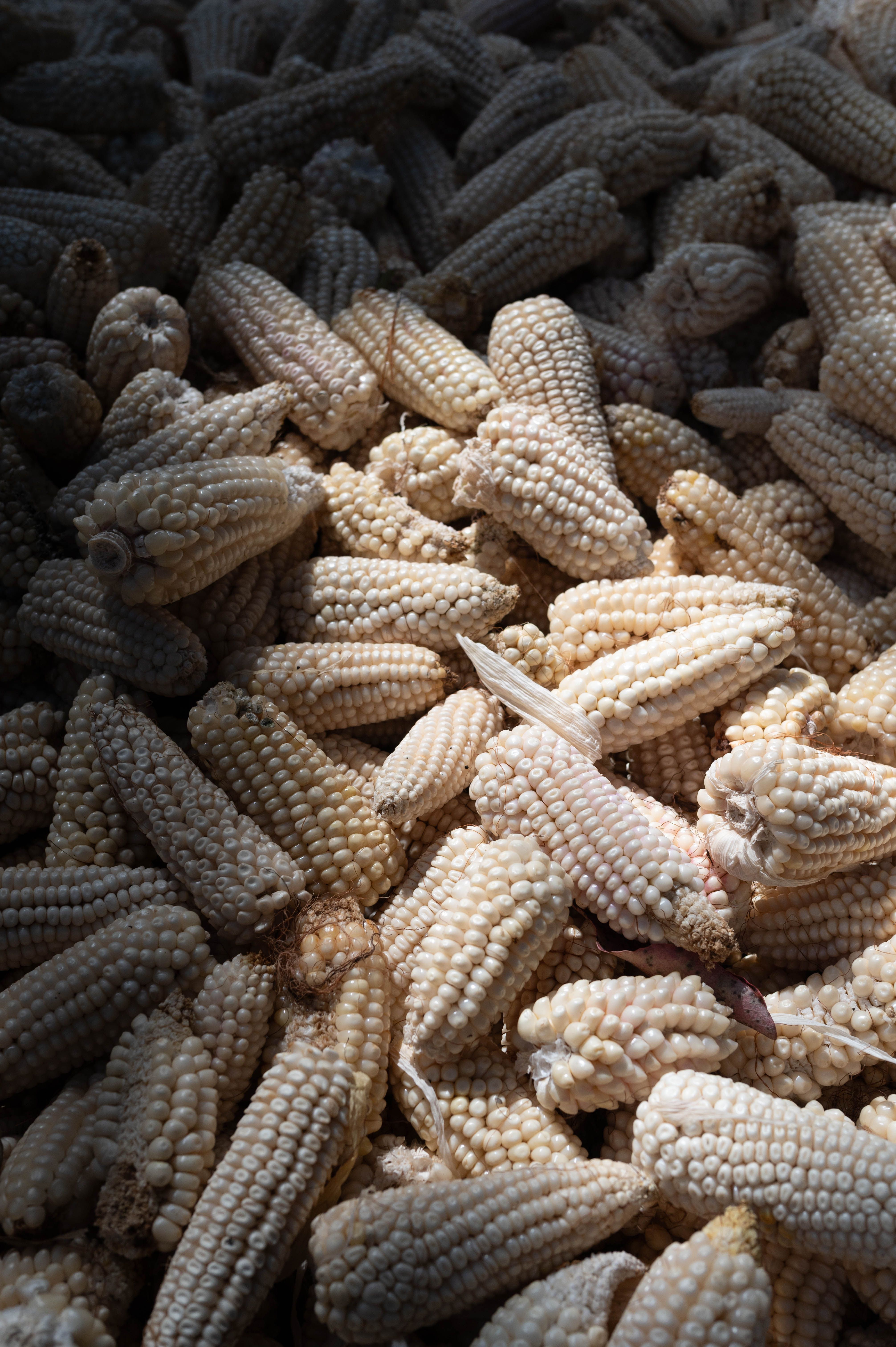 Harvested Corn Cobs in Sunlight - Mexico · Free Stock Photo