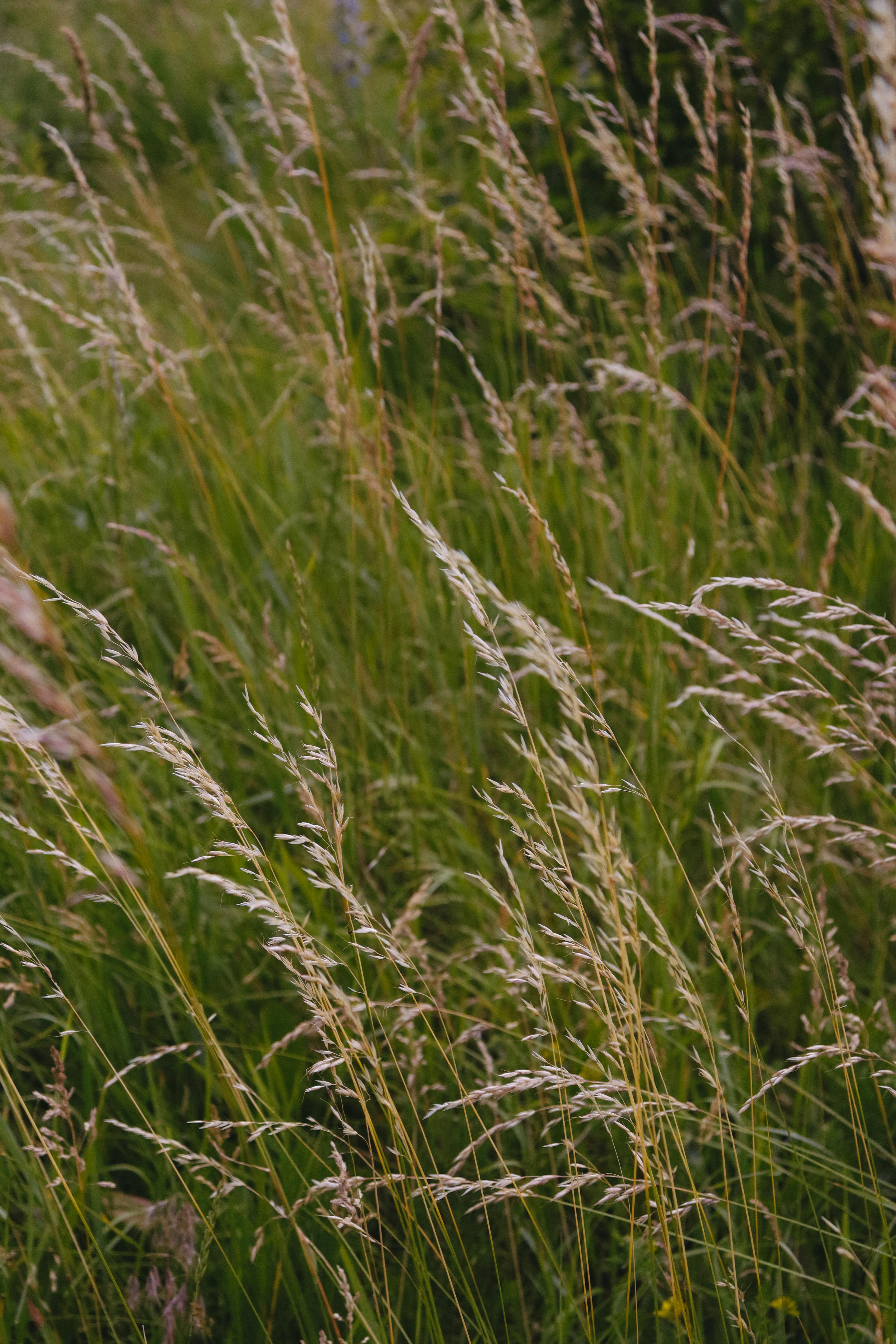 бесплатная Бесплатное стоковое фото с @outdoor, безмятежный, ботаника Стоковое фото