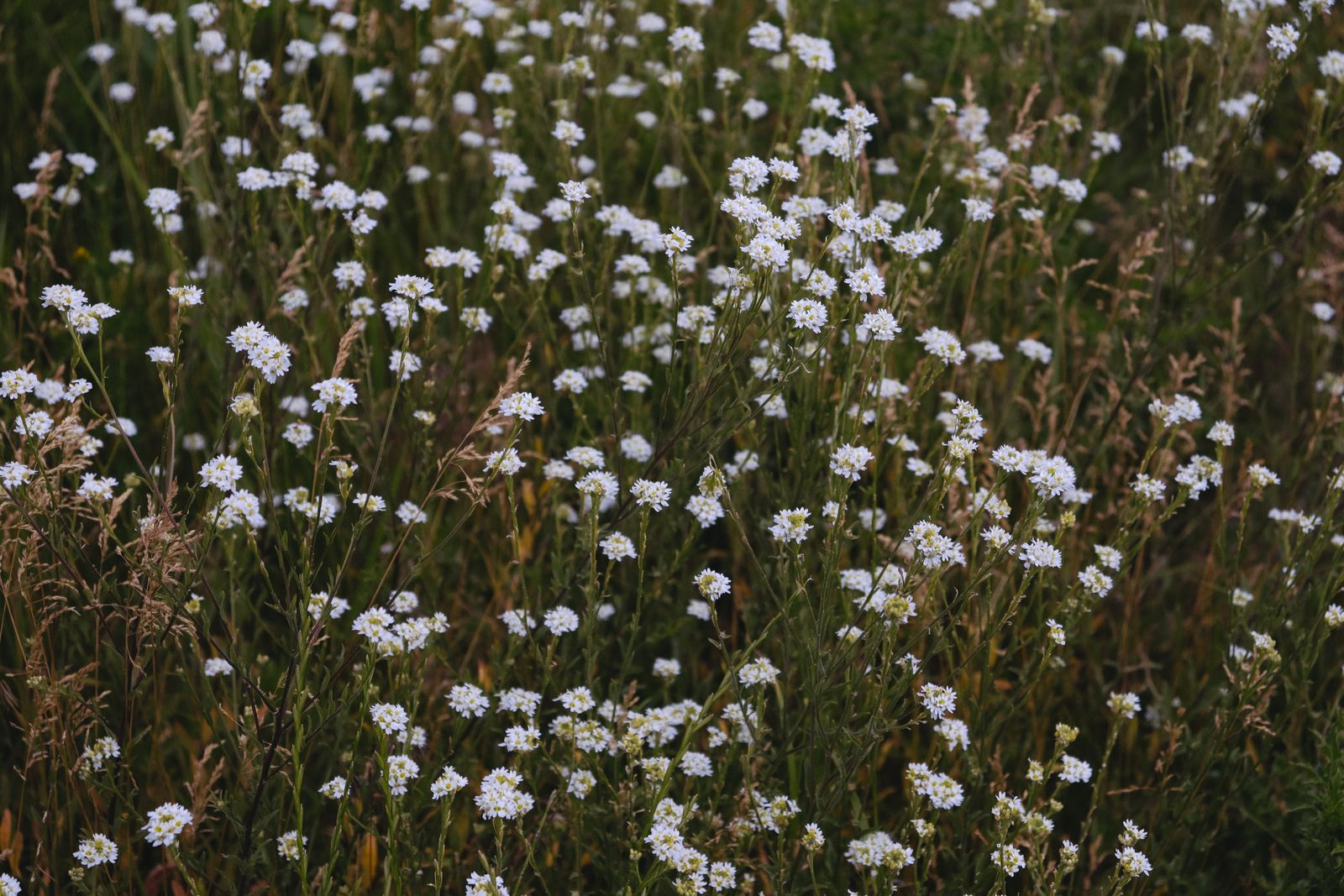 Un prato di fiori selvatici in piena estate
