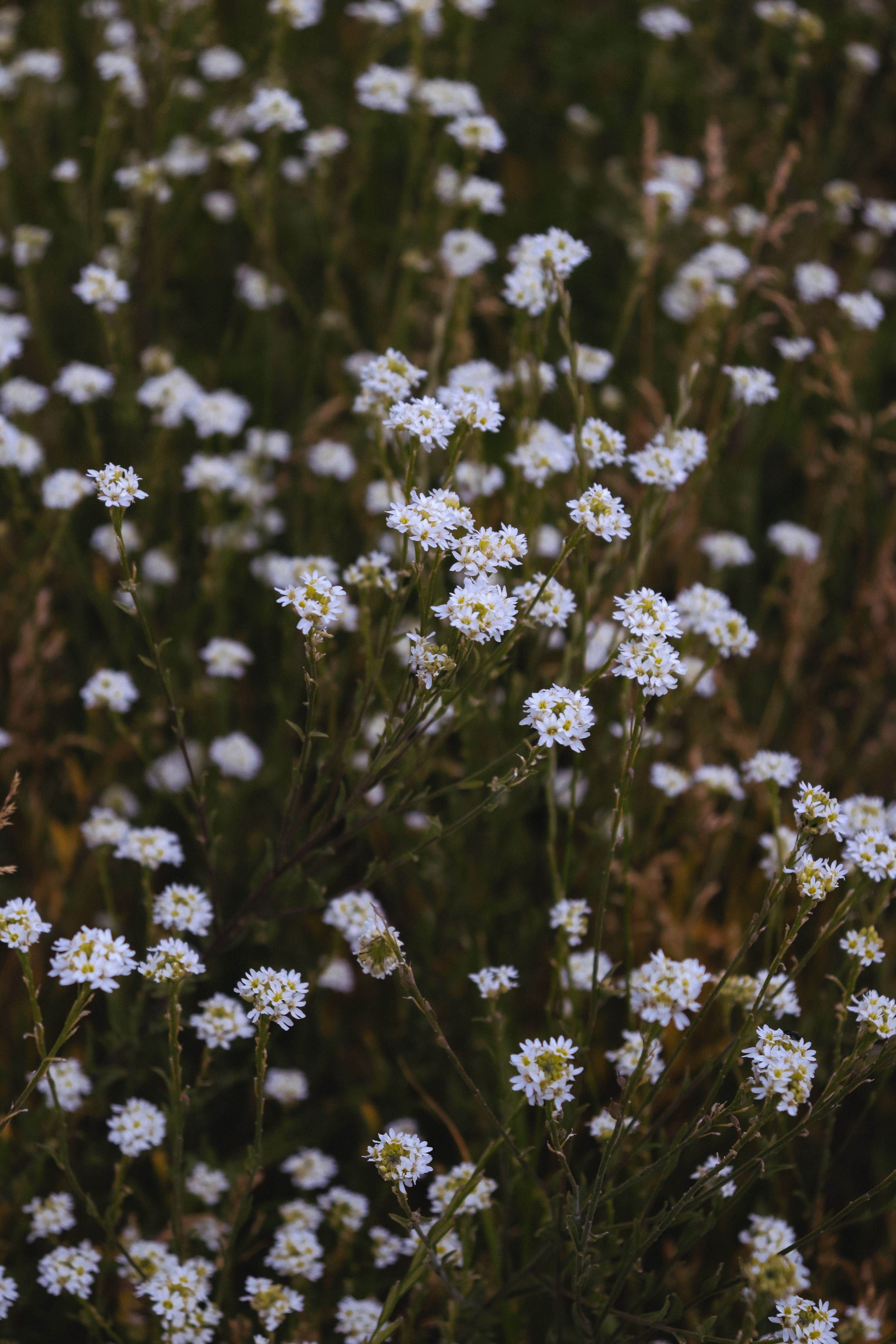 [ColoSach]-dense-field-of-wild-white-flowers-showcasing-nature's-beauty-in-full-bloom.