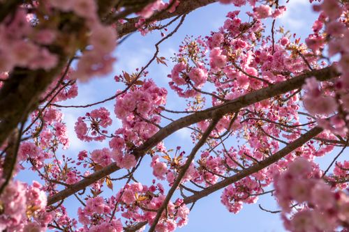 Free Beautiful cherry blossoms in full bloom against a clear blue sky in Nordhausen, Germany. Stock Photo