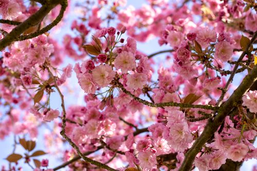 Free Stunning cherry blossoms blooming against a clear blue sky in Nordhausen, Germany. Stock Photo