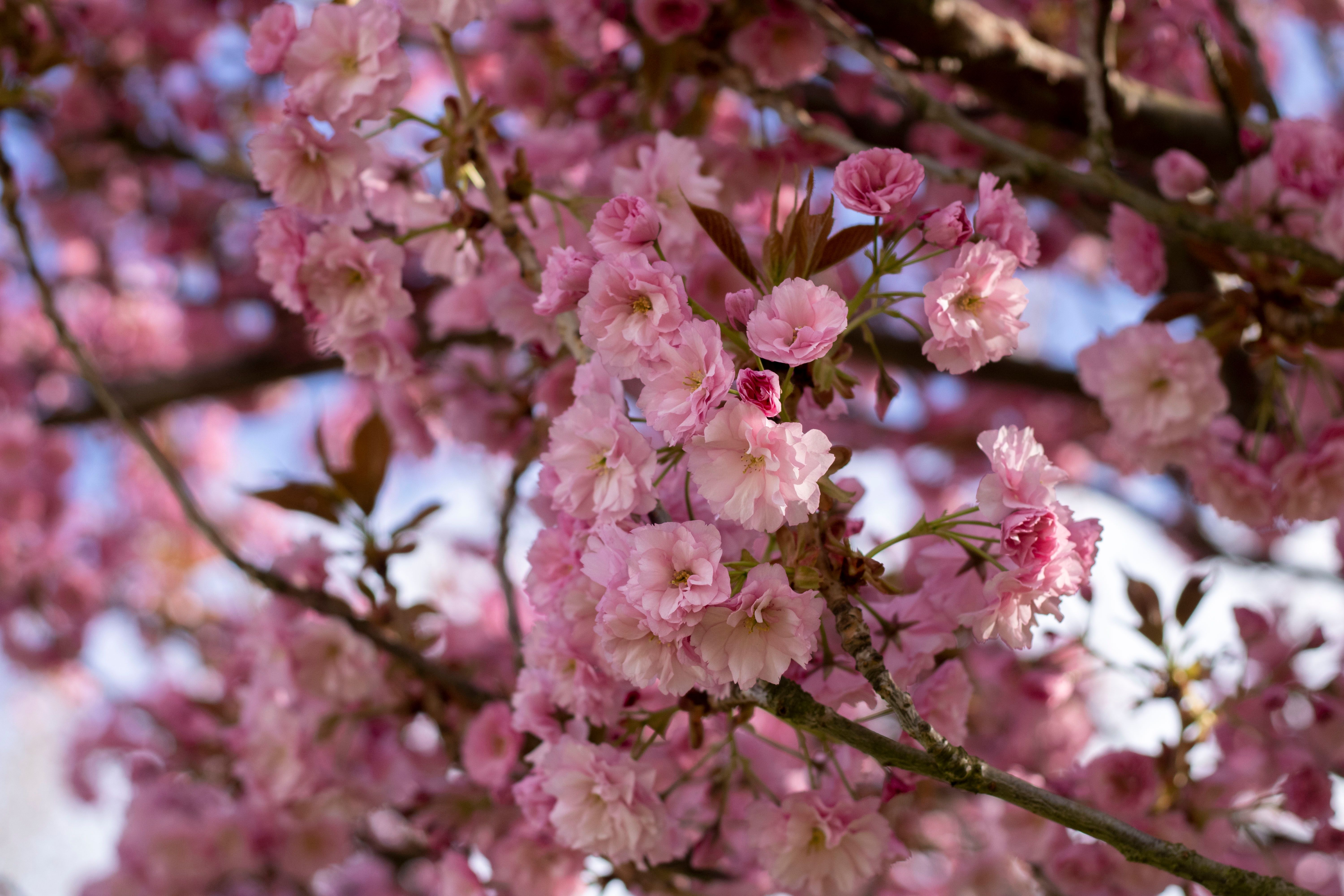 Close-up of Cherry Blossoms · Free Stock Photo