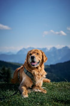 Golden Retriever dog resting in Samerberg, Bavaria with scenic mountain backdrop.