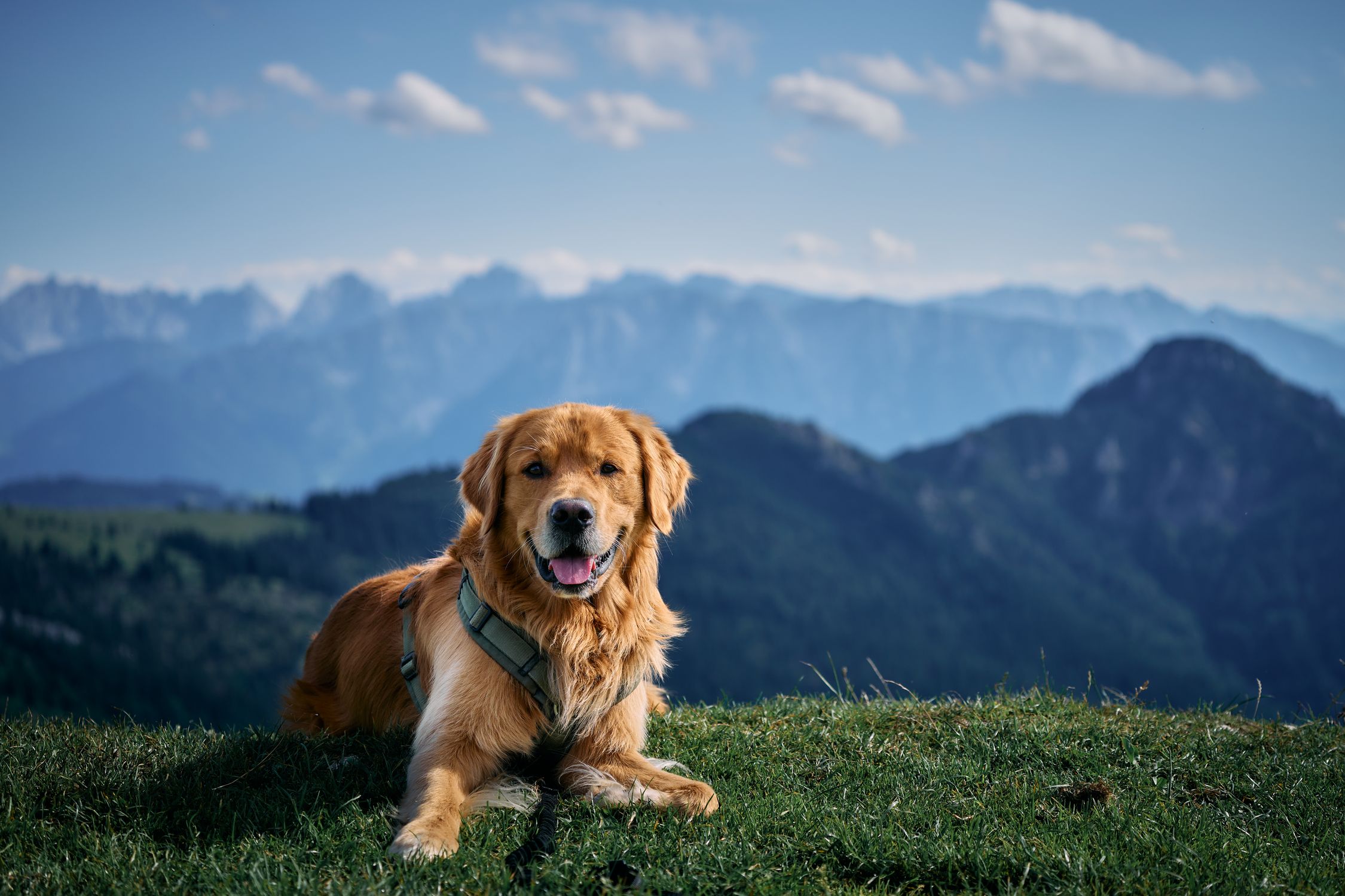 Golden Retriever dog resting on grassy hill with scenic Bavarian Alps in the background.