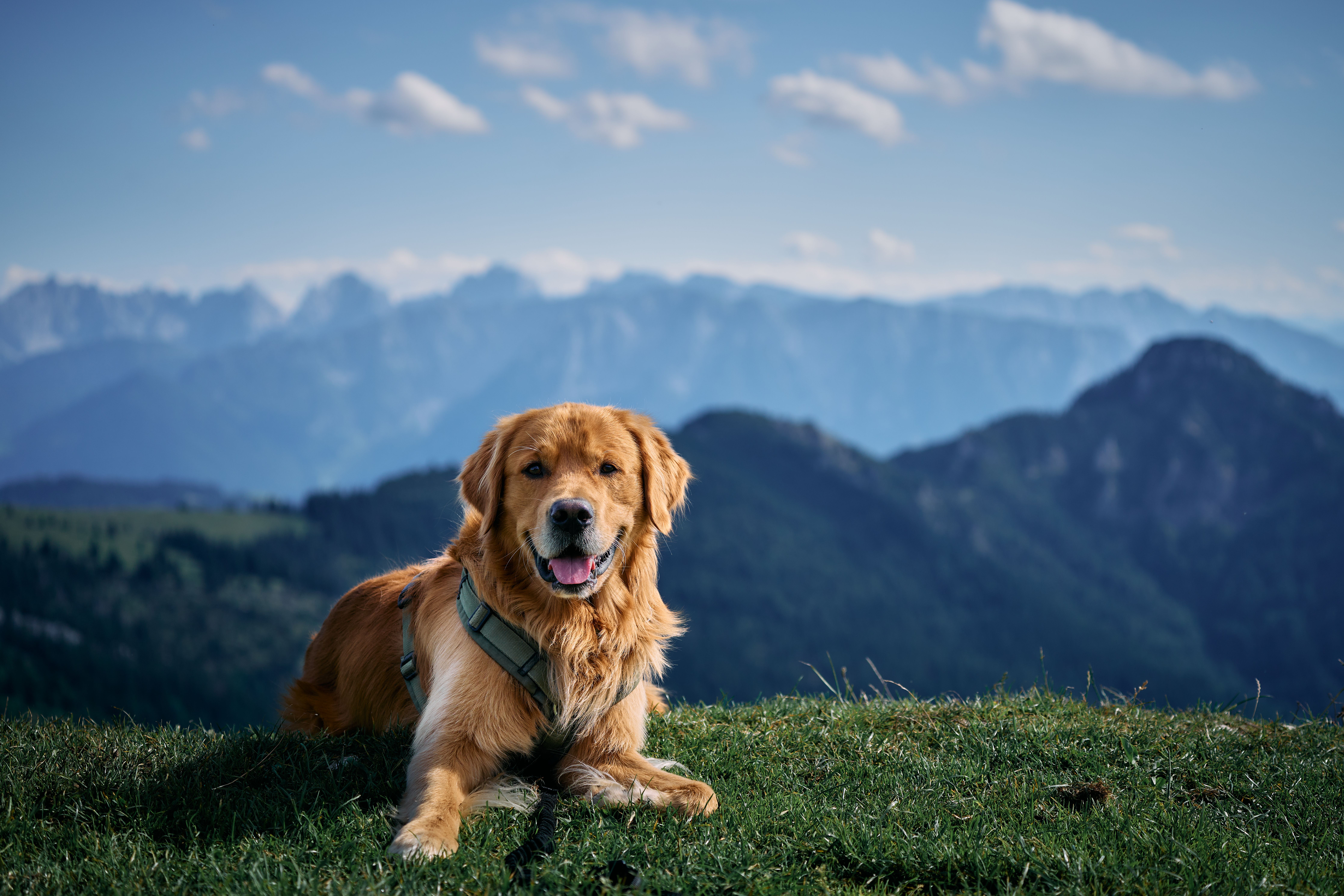 Golden Retriever Posing with Bavarian Alps · Free Stock Photo