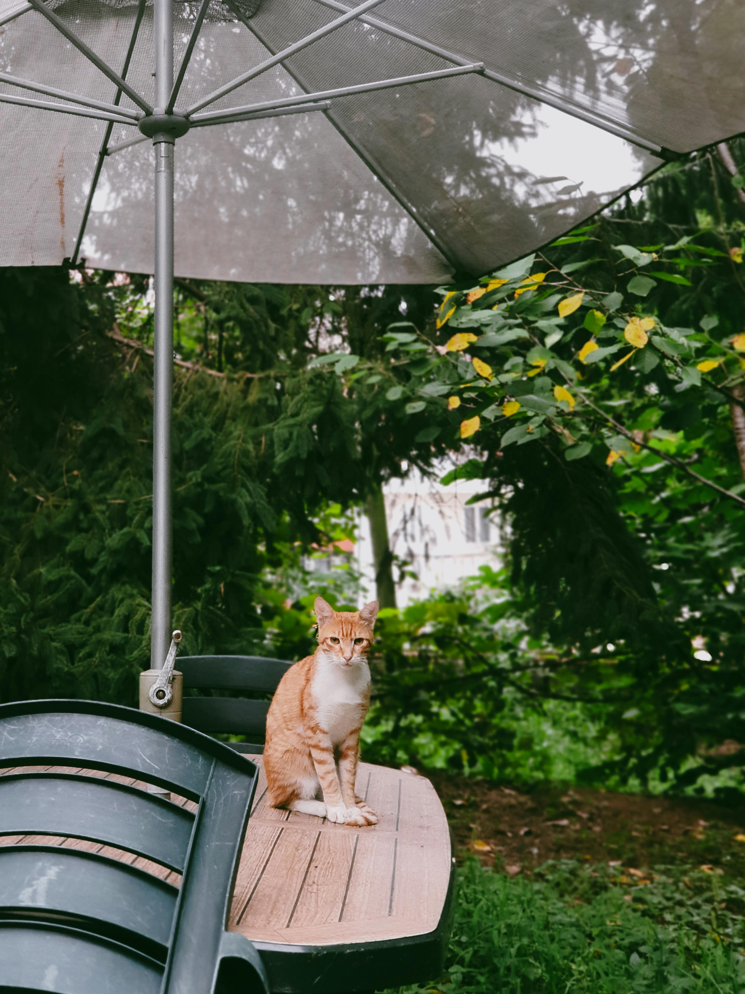 A ginger cat sitting peacefully under a garden umbrella surrounded by lush greenery.