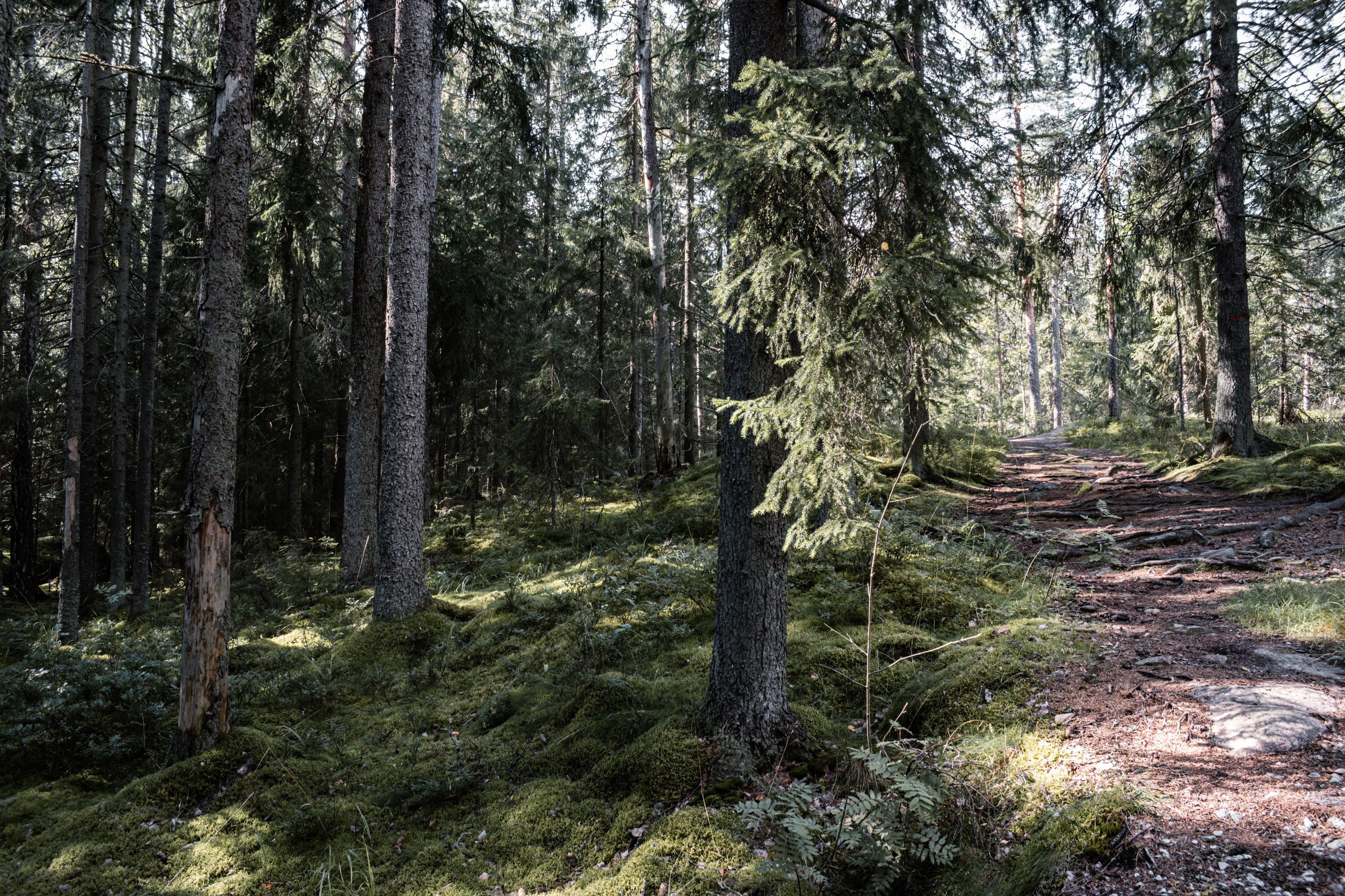 Lush green Finnish forest path illustrating Everyman's Rights, Finland.