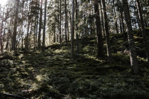Peaceful forest scene with sunlight filtering through tall trees in Finland's serene wilderness.
