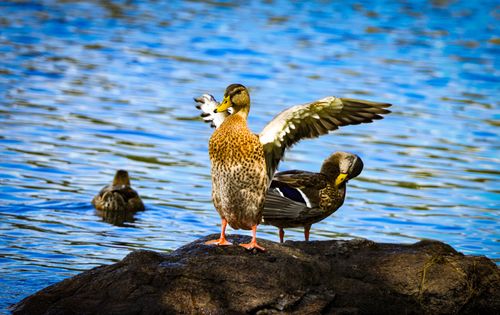 Free Mallard ducks resting and stretching on a rock in serene lake waters, showcasing natural beauty. Stock Photo
