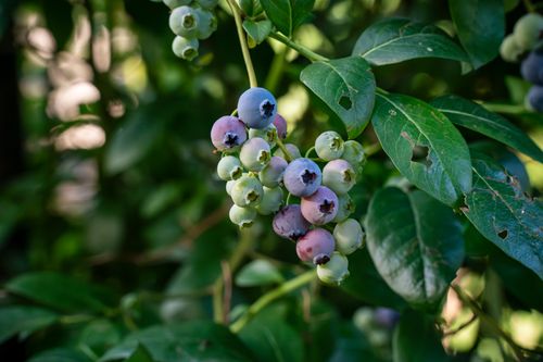 Free Close-up of ripe blueberries on bush in Myślenice, Poland. Stock Photo