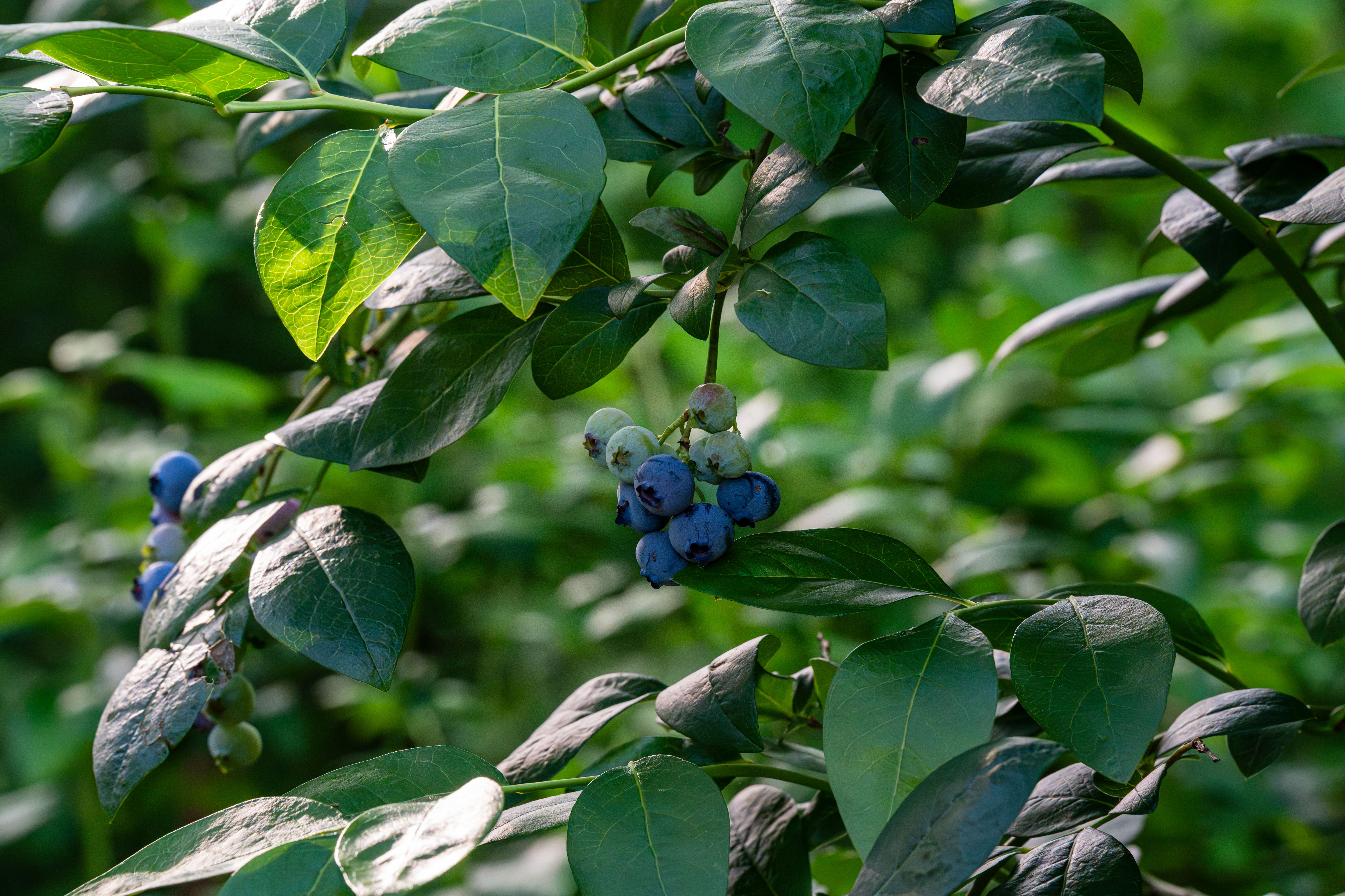 Zbliżenie na roślinę konopi indyjskich odmiany Blueberry, z wyraźnie widocznymi fioletowymi pąkami i liśćmi, nawiązujące do lat 70.